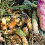 Organic waste: what can be composted?