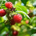 How to plant a raspberry hedge?
