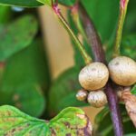 Kitchen garden and permaculture: discover Chinese yam