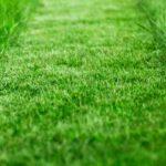 Eco-friendly lawn care: follow our practical guide!