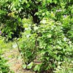 Creating a forest garden: the 7 mistakes to avoid