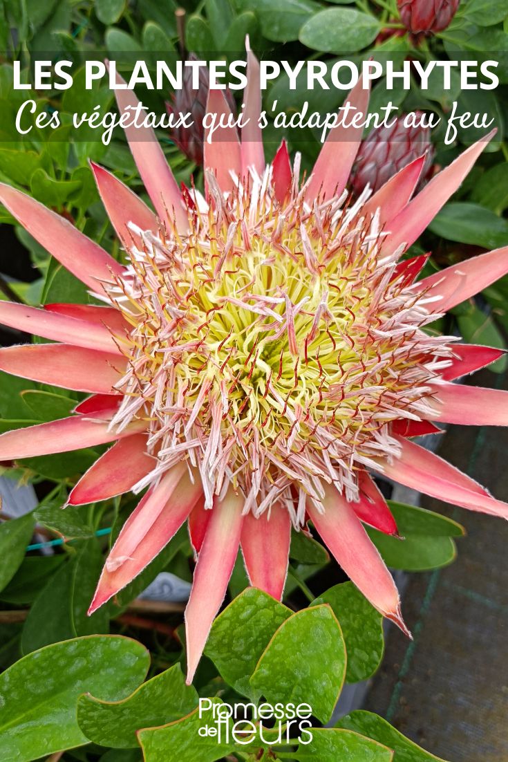 **Pyrophytic Plants: Adapting to Fire**
In the plant kingdom, **pyrophytic plants** are truly fascinating. protea