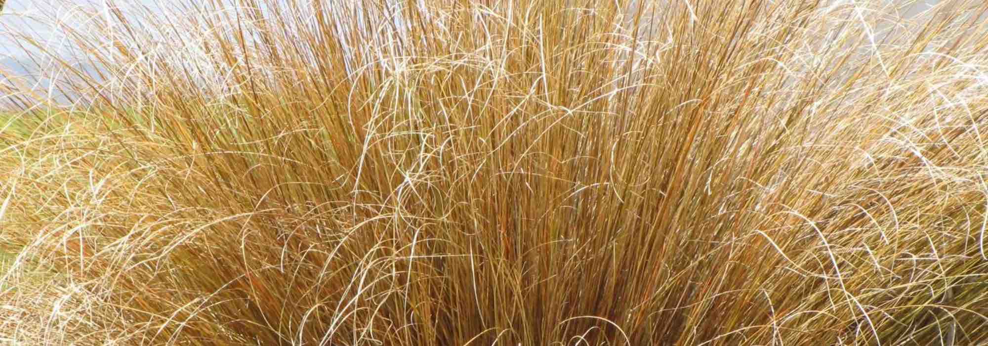 Choose these beautiful grasses all year round!