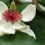 7 majestic magnolias for large gardens