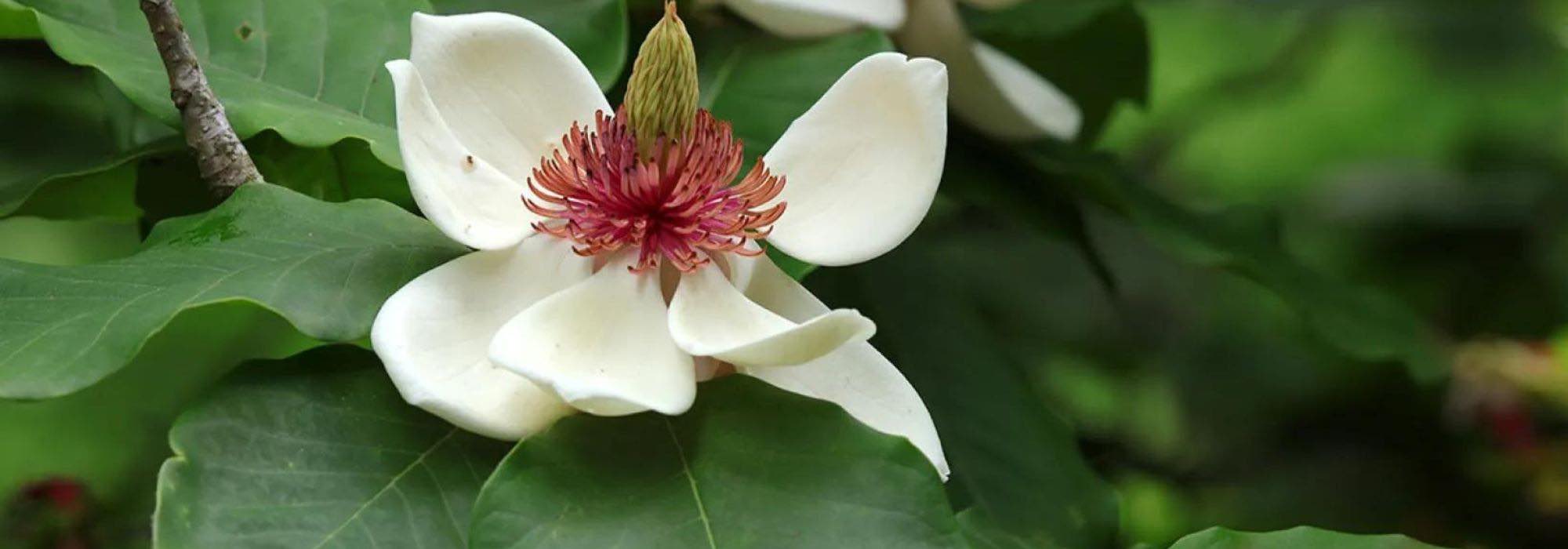 7 majestic magnolias for large gardens