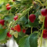 How to plant strawberries in a planter?