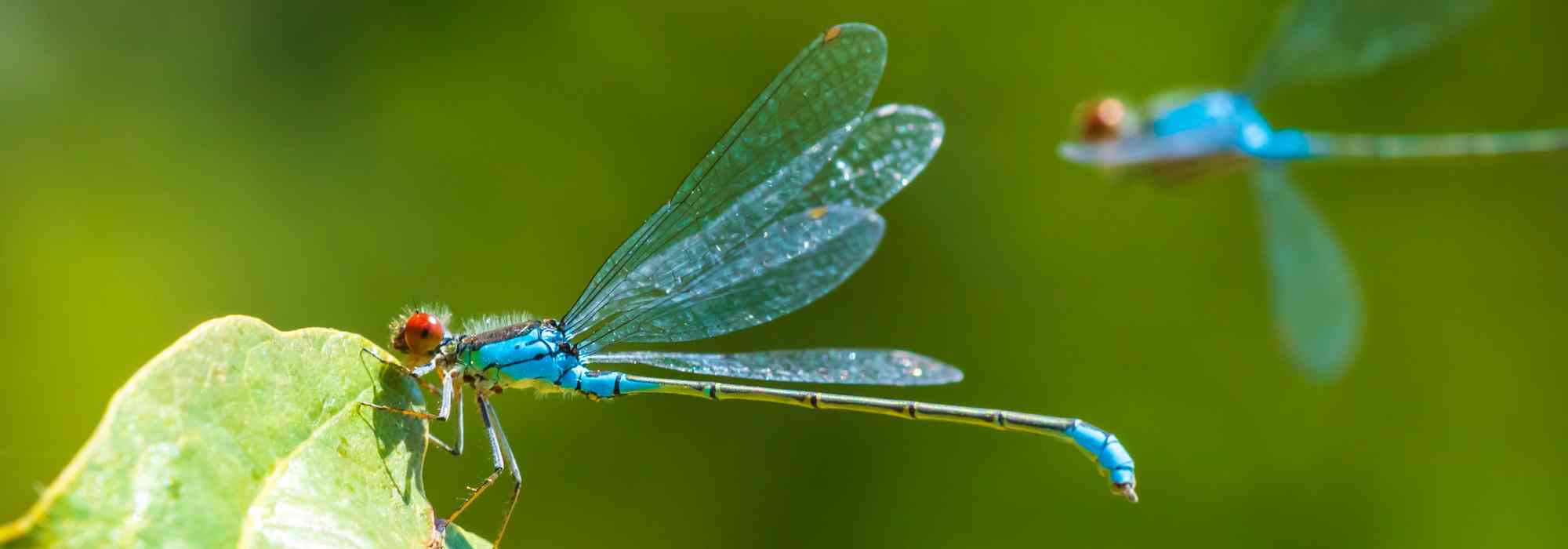 Dragonfly and damselfly: what role do they play in the garden?