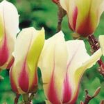 7 Magnolias for pot growing, perfect to brighten small spaces