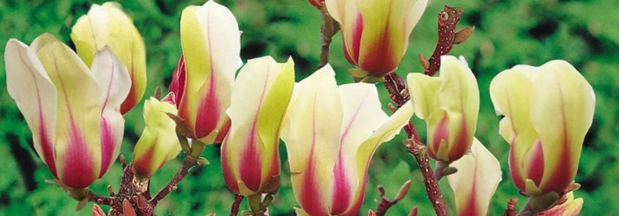 7 Magnolias for pot growing, perfect to brighten small spaces