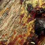 Cypress diseases and pests