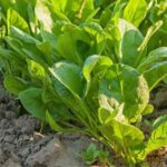 How to divide sorrel in the garden?