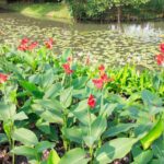 Where and how to plant cannas?