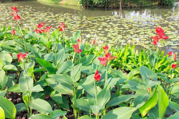 Where and how to plant cannas?