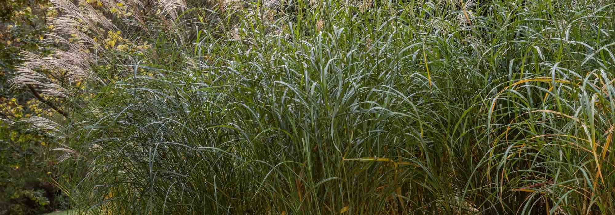 Miscanthus mulch: what are its advantages and disadvantages?