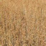 Why choosing flax mulch for your garden?