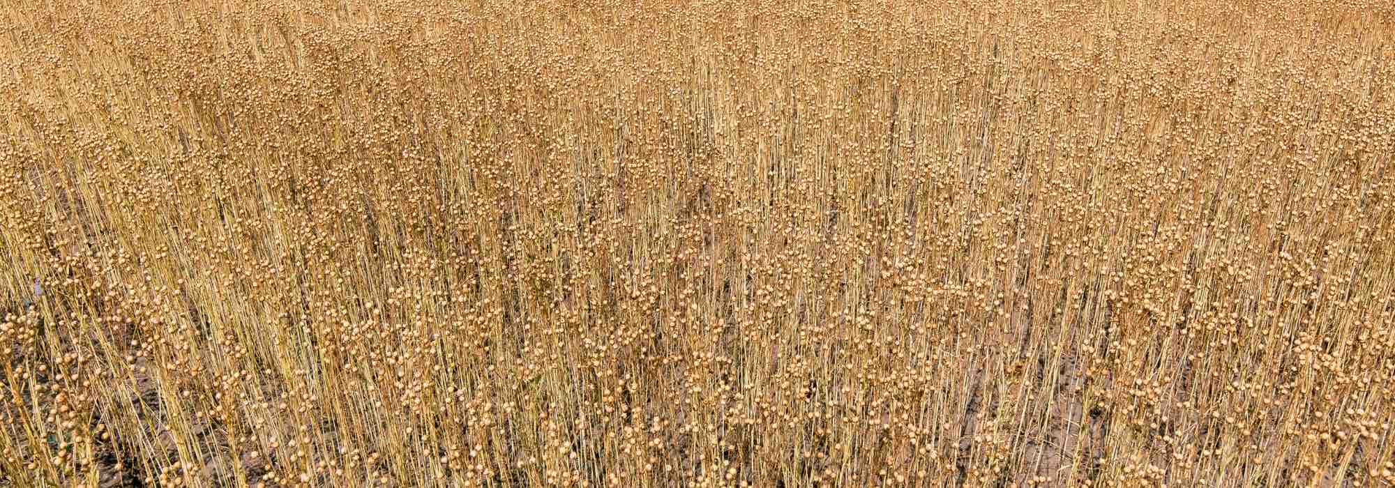 Why choosing flax mulch for your garden?