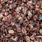 Buckwheat hulls: why choosing this mulch for the garden?