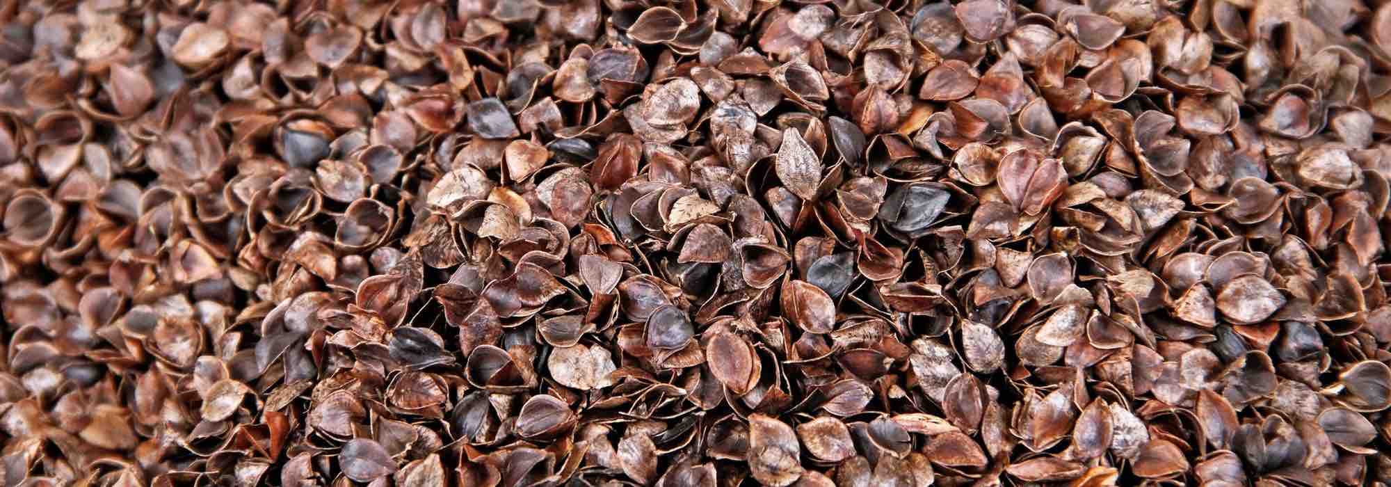 Buckwheat hulls: why choosing this mulch for the garden?