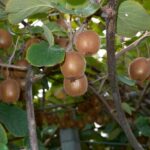 How to train a kiwi vine?