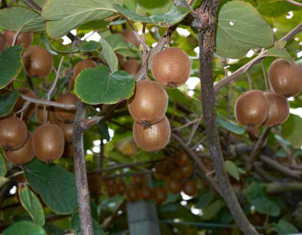 How to train a kiwi vine?