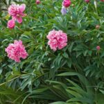 Where is the best place to plant a peony?