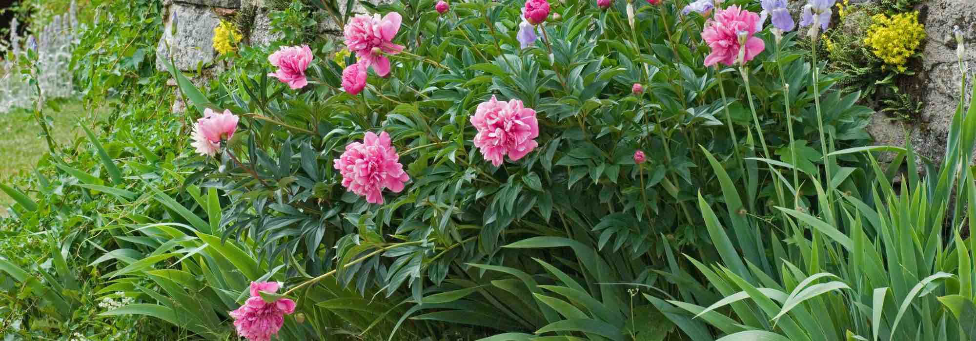 Where is the best place to plant a peony?