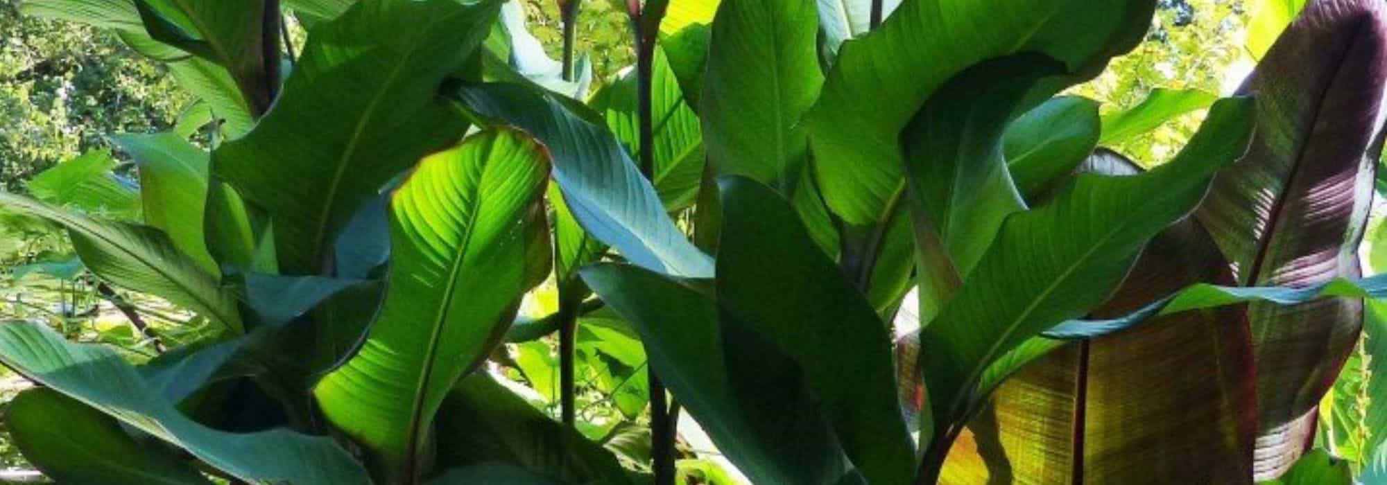 These remarkable plants will make your neighbours jealous!