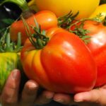 Growing your own vegetable garden: eat healthily and save money
