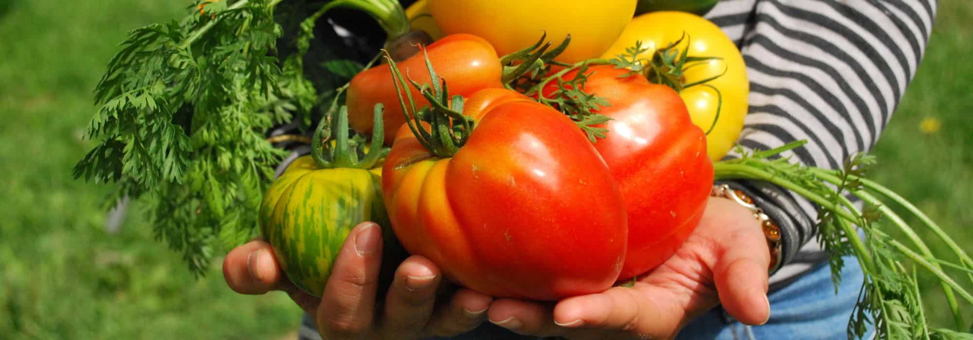 Growing your own vegetable garden: eat healthily and save money