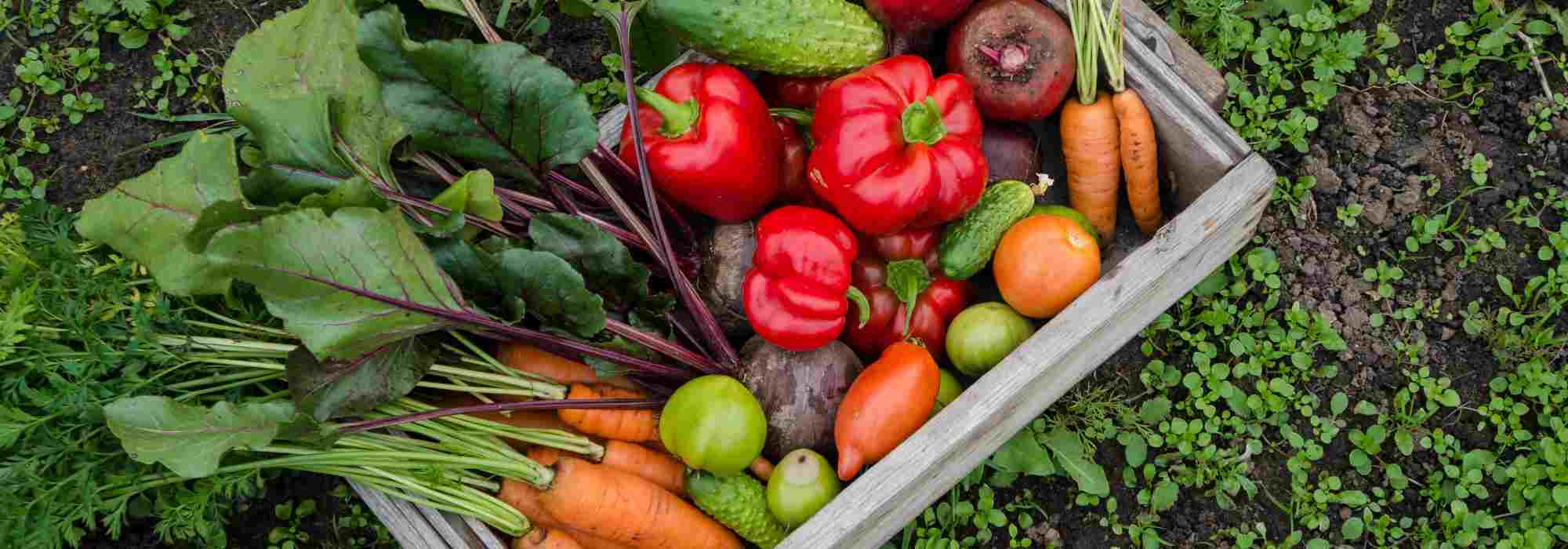 Growing a vegetable garden without water: utopia or reality?