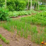How to create a kitchen garden adapted to your needs?