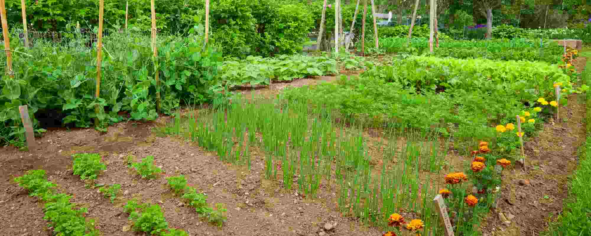 How to create a kitchen garden adapted to your needs?