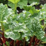 Pest-repellent plants to use as manure and decoction to protect crops