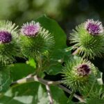 Natural fungicides to use as manure and in decoctions