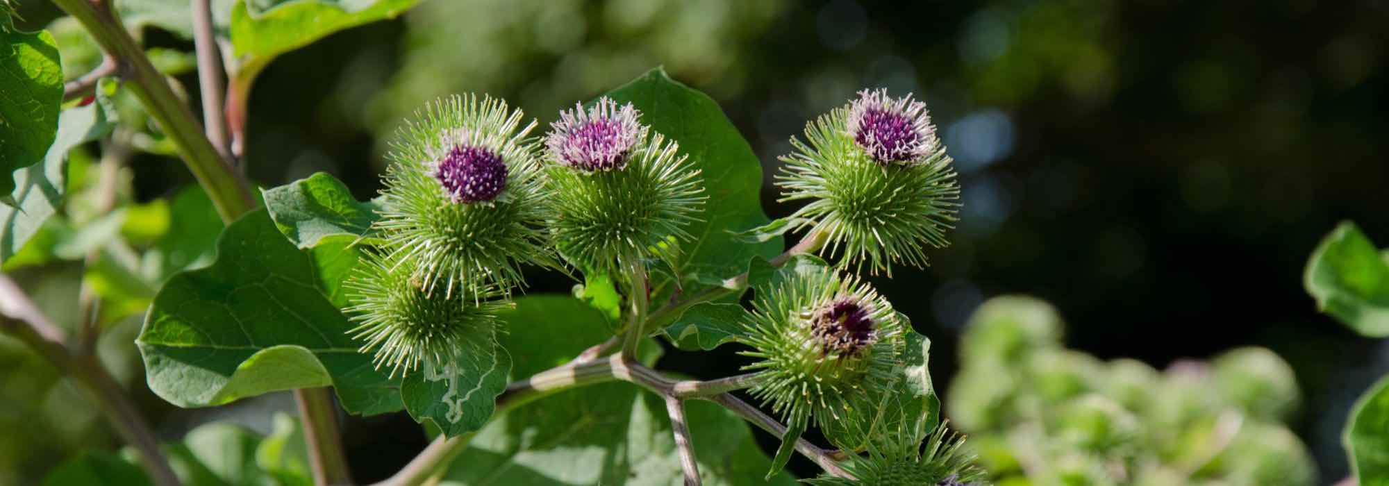 Natural fungicides to use as manure and in decoctions