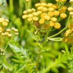 Natural insecticidal agents to be used in manure tea and decoctions