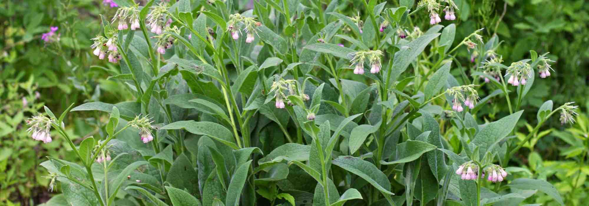 Stimulant plants to be used as manure and as a decoction to boost your crops