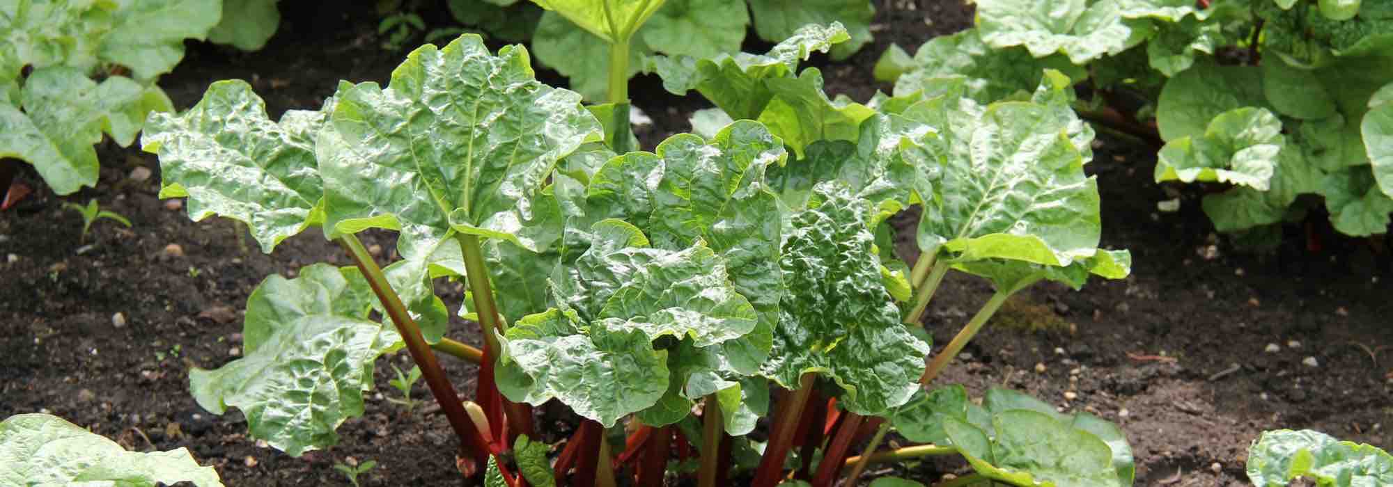 Pest-repellent plants to use as manure and decoction to protect crops