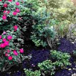 The best mulches for roses: how to choose and apply the right mulch?