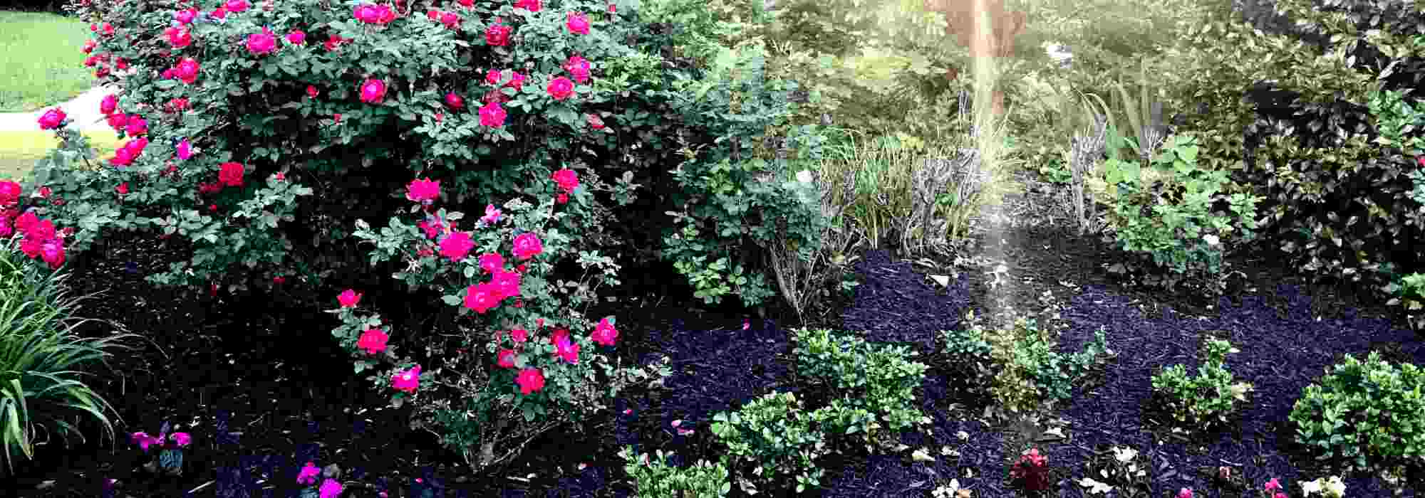 The best mulches for roses: how to choose and apply the right mulch?