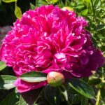 How to Fail at Growing Peonies in 5 Lessons?