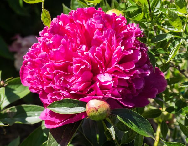 How to fail at growing Peonies in 5 lessons?