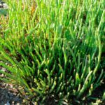 How to harvest and store samphire? All our tips