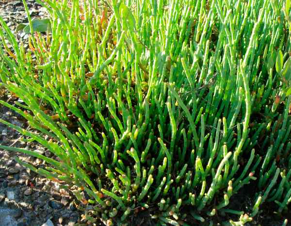 How to harvest and store samphire? All our tips