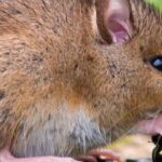 Our effective tips to protect your vegetable garden from rodents