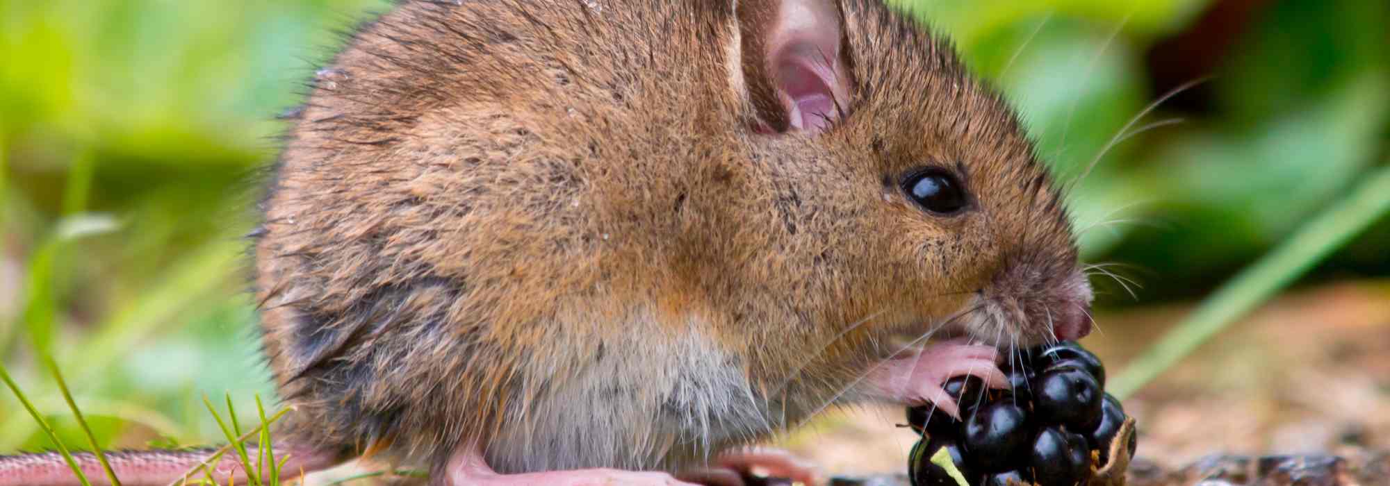 Our effective tips to protect your vegetable garden from rodents