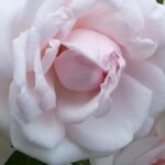 Growing roses in partial shade: it is possible!