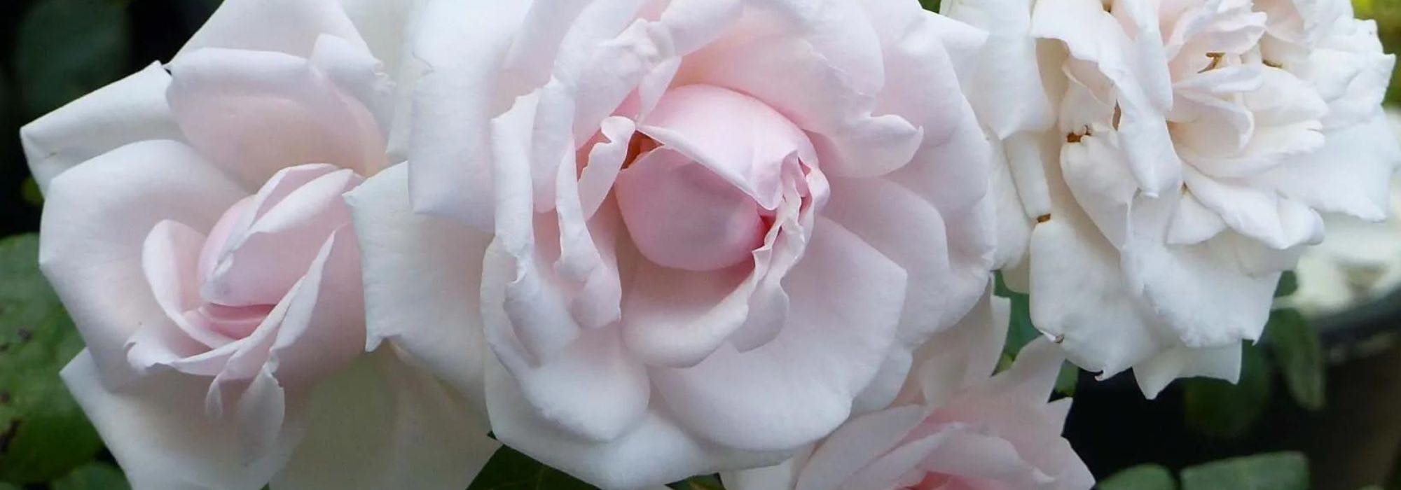 Growing roses in partial shade: it is possible!