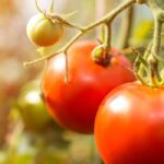 Is it really possible to grow tomatoes without water?