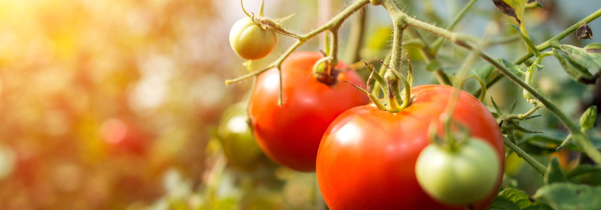 Is it really possible to grow tomatoes without water?